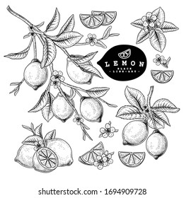 Vector Sketch Citrus fruit decorative set. Lemon. Hand Drawn Botanical Illustrations. Black and white with line art isolated on white backgrounds. Fruits drawings. Retro style elements.