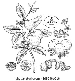 Vector Sketch citrus fruit decorative set. Orange. Hand Drawn Botanical Illustrations. Black and white with line art isolated on white backgrounds. Fruits drawings. Retro style elements.
