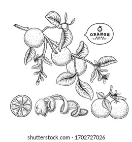Vector Sketch citrus fruit decorative set. Orange. Hand Drawn Botanical Illustrations. Black and white with line art isolated on white backgrounds. Fruits drawings. Retro style elements.
