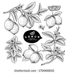 Vector Sketch Citrus Fruit Decorative Set. Lemon. Hand Drawn Botanical Illustrations. Black And White With Line Art Isolated On White Backgrounds. Fruits Drawings. Retro Style Elements.