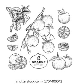 Vector Sketch citrus fruit decorative set. Orange. Hand Drawn Botanical Illustrations. Black and white with line art isolated on white backgrounds. Fruits drawings. Retro style elements.
