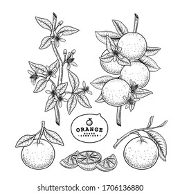 Vector Sketch citrus fruit decorative set. Orange. Hand Drawn Botanical Illustrations. Black and white with line art isolated on white backgrounds. Fruits drawings. Retro style elements.
