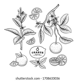 Conjunto decorativo de cítricos de boceto vectorial.Naranja. Ilustraciones Botánicas Dibujadas A Mano. Blanco y negro con arte lineal aislado en fondo blanco. Dibujos de frutas. Elementos de estilo retro.

