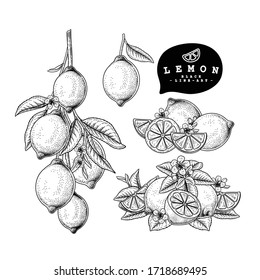 Vector Sketch Citrus fruit decorative set. Lemon. Hand Drawn Botanical Illustrations. Black and white with line art isolated on white backgrounds. Fruits drawings. Retro style elements.