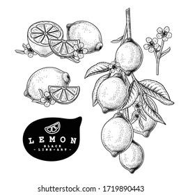 Vector Sketch Citrus fruit decorative set. Lemon. Hand Drawn Botanical Illustrations. Black and white with line art isolated on white backgrounds. Fruits drawings. Retro style elements.
