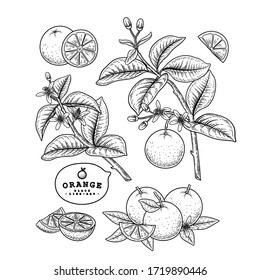 Vector Sketch citrus fruit decorative set. Orange. Hand Drawn Botanical Illustrations. Black and white with line art isolated on white backgrounds. Fruits drawings. Retro style elements.
