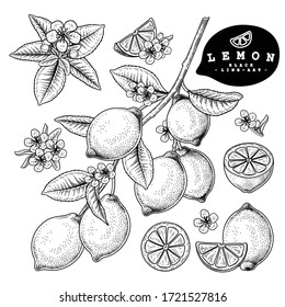 Esbozo vectorial Conjunto decorativo de frutas Citrus. Limón. Ilustraciones Botánicas Dibujadas A Mano. Blanco y negro con arte lineal aislado en fondo blanco. Dibujos de frutas. Elementos de estilo retro.