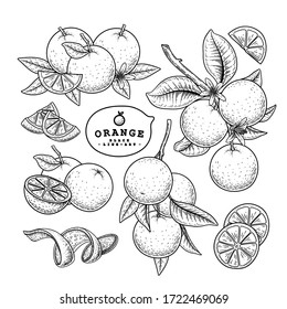 Vector Sketch citrus fruit decorative set. Orange. Hand Drawn Botanical Illustrations. Black and white with line art isolated on white backgrounds. Fruits drawings. Retro style elements.
