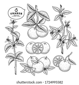 Vector Sketch citrus fruit decorative set. Orange. Hand Drawn Botanical Illustrations. Black and white with line art isolated on white backgrounds. Fruits drawings. Retro style elements.
