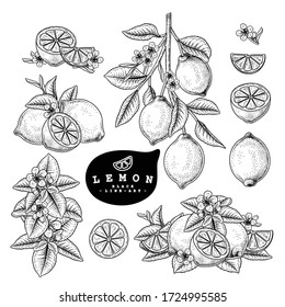 Vector Sketch Citrus Fruit Decorative Set. Lemon. Hand Drawn Botanical Illustrations. Black And White With Line Art Isolated On White Backgrounds. Fruits Drawings. Retro Style Elements.