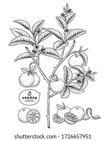 Vector Sketch citrus fruit decorative set. Orange. Hand Drawn Botanical Illustrations. Black and white with line art isolated on white backgrounds. Fruits drawings. Retro style elements.
