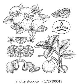 Vector Sketch Zitrusfrüchte dekorative Set. Orange. Handgezeichnete botanische Illustrationen. Schwarz-Weiß mit Linien-Kunst isoliert auf weißen Hintergründen. Fruchtzeichnungen. Retro-Stilelemente.
