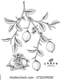 Vector Sketch Citrus fruit decorative set. Lemon. Hand Drawn Botanical Illustrations. Black and white with line art isolated on white backgrounds. Fruits drawings. Retro style elements.