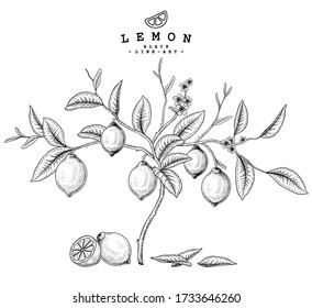 Vector Sketch Citrus fruit decorative set. Lemon. Hand Drawn Botanical Illustrations. Black and white with line art isolated on white backgrounds. Fruits drawings. Retro style elements.