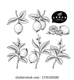 Vector Sketch Citrus fruit decorative set. Lemon. Hand Drawn Botanical Illustrations. Black and white with line art isolated on white backgrounds. Fruits drawings. Retro style elements.