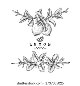 Vector Sketch Citrus fruit decorative set. Lemon. Hand Drawn Botanical Illustrations. Black and white with line art isolated on white backgrounds. Fruits drawings. Retro style elements.