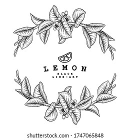 Vector Sketch Citrus fruit decorative set. Lemon. Hand Drawn Botanical Illustrations. Black and white with line art isolated on white backgrounds. Fruits drawings. Retro style elements.