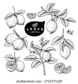 Vector Sketch Citrus fruit decorative set. Lemon. Hand Drawn Botanical Illustrations. Black and white with line art isolated on white backgrounds. Fruits drawings. Retro style elements.