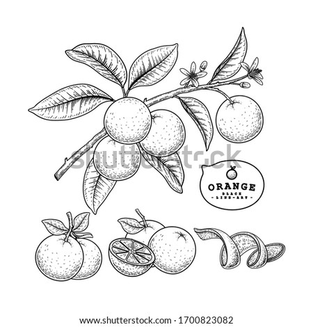 Vector Sketch citrus fruit decorative set. Orange. Hand Drawn Botanical Illustrations. Black and white with line art isolated on white backgrounds. Fruits drawings. Retro style elements.
