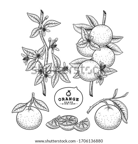 Vector Sketch citrus fruit decorative set. Orange. Hand Drawn Botanical Illustrations. Black and white with line art isolated on white backgrounds. Fruits drawings. Retro style elements.
