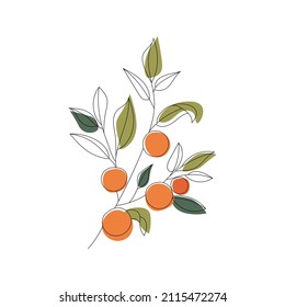 Vector sketch citrus fruit. Orange. Hand Drawn Botanical Illustrations. Black and white with line art isolated on white backgrounds. Fruits drawings