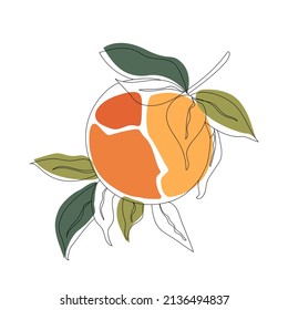 Vector sketch citrus fruit. Orange. Hand Drawn Botanical Illustrations. Black and white with line art isolated on white backgrounds. Fruits drawings