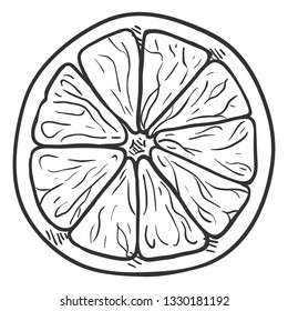 Vector Sketch Citrus Fruit Slice. Part of Orange Fruit.
