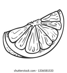 Vector Sketch Citrus Fruit Slice. Part of Orange Fruit.