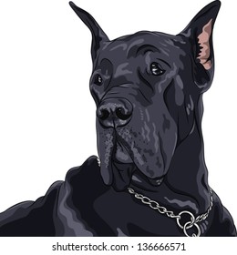 Vector sketch of close up portrait black dog Great Dane breed