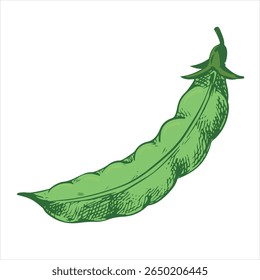 Vector sketch of a closed green pea pod. Bean pod in vintage color engraving technique. Hand drawn with black ink on a white background. Drawing of a useful legume plant.