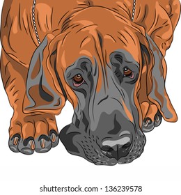 Vector sketch close-up portrait of the fawn sad dog Great Dane breed