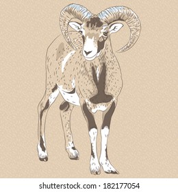 Vector sketch closeup portrait of funny Alpine ibex