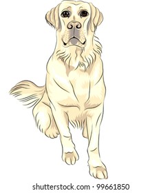 vector sketch closeup portrait of serious dog breed white Golden Retrievers