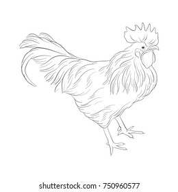 vector sketch of cock, rooster isolated at white background