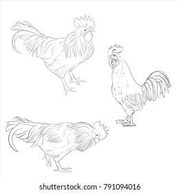vector sketch of cocks, roosters isolated at white background