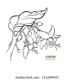 Vector sketch of cocoa tree branch with leaf, flower. Botanical hand drawing Simple sketch design, floral realistic bloom Organic summer tropical food, drink Illustration isolated on white background 