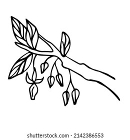 Vector sketch of a cocoa tree with leaves and flowers on a white background isolated. Doodle illustration of cocoa in doodle style