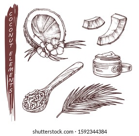 Vector sketch of coconut fruits, coconut butter