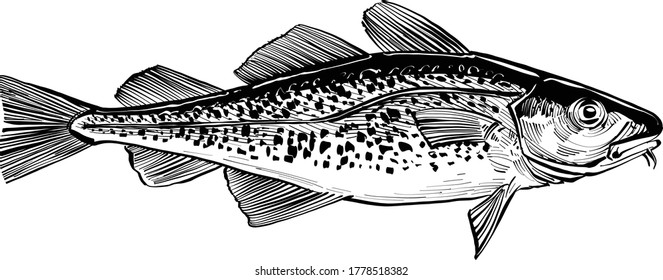 The vector sketch of the cod fish