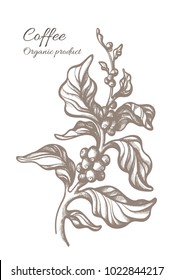Vector sketch of coffee branch with leaf and bean in graphic style. Botanical hand draw retro design. Realistic tree. Eco food Nature engraving illustration isolated on white background Organic drink 