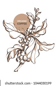 Vector sketch of coffee organic packaging. Nature realistic template with leaf, bean . Art hand drawing floral illustration on white background. Botanical doodle label, poster, card, symbol. Eco food