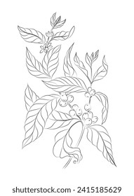 Vector sketch of a coffee sprig with fruits and flowers.