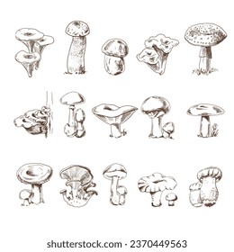 Vector sketch Collection of different edible and poisonous mushrooms. Sketch illustration for print, web, mobile and infographics.