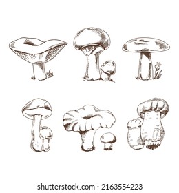 Vector sketch Collection of different mushrooms. Sketch illustration for print, web, mobile and infographics.