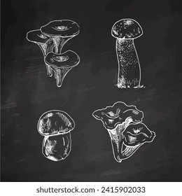 Vector sketch Collection of different mushrooms. White sketch isolated on black chalkboard. Sketch illustration for print, web, mobile and infographics.