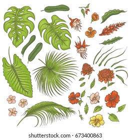 Vector sketch colored texture set of isolated elements. The green leaves of tropical plants, exotic pink and red flowers buds. Graphic outline drawing collection herb and vegetation monsoon rainforest