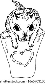 Dibujo vectorial hurón de color en una taza con corazón
 Aislado sobre un fondo blanco. Lápiz de dibujo aislado de un hurón de mascota exótico para imprimir en objetos, ropa, embalaje, cama, diseñadores