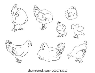 Dibujo vectorial página de colorear pollos en diferentes poses y vistas. 
