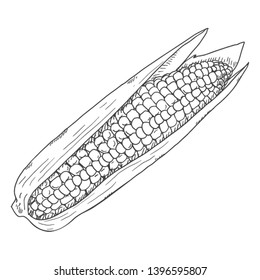 Vector Sketch Corn Cob with Leaves