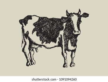 Vector Sketch Cow Drawn By Hand